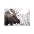Picture of Elliot, the moose _GroupedProduct_Rectangle_Landscape_Photography _GroupedProduct_Rectangle_Landscape_Unframed_Print_Only_