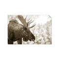 Picture of Elliot, the moose _GroupedProduct_Rectangle_Landscape_Photography _GroupedProduct_Rectangle_Landscape_Unframed_Print_Only_