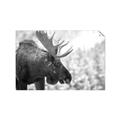 Picture of Elliot, the moose _GroupedProduct_Rectangle_Landscape_Photography _GroupedProduct_Rectangle_Landscape_Unframed_Print_Only_