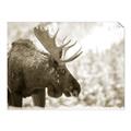 Picture of Elliot, the moose _GroupedProduct_Rectangle_Landscape_Photography _GroupedProduct_Rectangle_Landscape_Unframed_Print_Only_