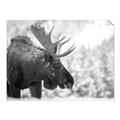 Picture of Elliot, the moose _GroupedProduct_Rectangle_Landscape_Photography _GroupedProduct_Rectangle_Landscape_Unframed_Print_Only_
