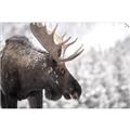 Picture of Elliot, the moose _GroupedProduct_Rectangle_Landscape_Photography _GroupedProduct_Rectangle_Landscape_Unframed_Print_Only_