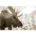 Picture of Elliot, the moose _GroupedProduct_Rectangle_Landscape_Photography _GroupedProduct_Rectangle_Landscape_Unframed_Print_Only_