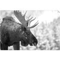 Picture of Elliot, the moose _GroupedProduct_Rectangle_Landscape_Photography _GroupedProduct_Rectangle_Landscape_Unframed_Print_Only_