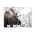 Picture of Elliot, the moose _GroupedProduct_Rectangle_Landscape_Photography _GroupedProduct_Rectangle_Landscape_Unframed_Print_Only_