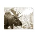 Picture of Elliot, the moose _GroupedProduct_Rectangle_Landscape_Photography _GroupedProduct_Rectangle_Landscape_Unframed_Print_Only_