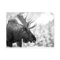 Picture of Elliot, the moose _GroupedProduct_Rectangle_Landscape_Photography _GroupedProduct_Rectangle_Landscape_Unframed_Print_Only_