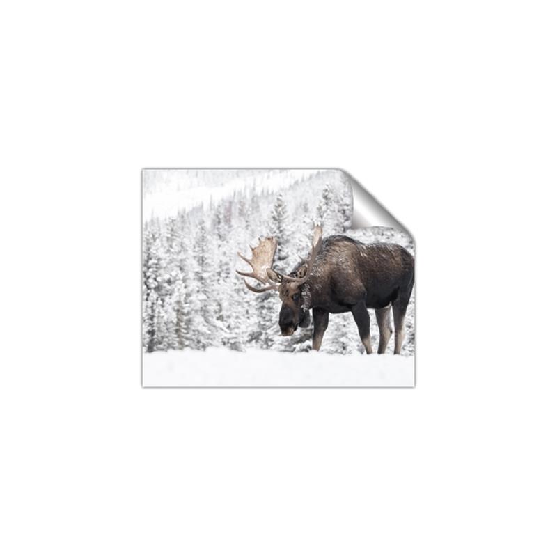 Picture of Winter Moose _GroupedProduct_Rectangle_Landscape_Photography _GroupedProduct_Rectangle_Landscape_Unframed_Print_Only_