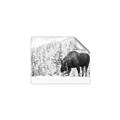 Picture of Winter Moose _GroupedProduct_Rectangle_Landscape_Photography _GroupedProduct_Rectangle_Landscape_Unframed_Print_Only_