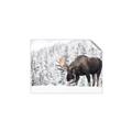 Picture of Winter Moose _GroupedProduct_Rectangle_Landscape_Photography _GroupedProduct_Rectangle_Landscape_Unframed_Print_Only_