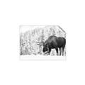 Picture of Winter Moose _GroupedProduct_Rectangle_Landscape_Photography _GroupedProduct_Rectangle_Landscape_Unframed_Print_Only_