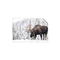 Picture of Winter Moose _GroupedProduct_Rectangle_Landscape_Photography _GroupedProduct_Rectangle_Landscape_Unframed_Print_Only_