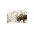 Picture of Winter Moose _GroupedProduct_Rectangle_Landscape_Photography _GroupedProduct_Rectangle_Landscape_Unframed_Print_Only_