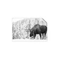 Picture of Winter Moose _GroupedProduct_Rectangle_Landscape_Photography _GroupedProduct_Rectangle_Landscape_Unframed_Print_Only_