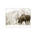 Picture of Winter Moose _GroupedProduct_Rectangle_Landscape_Photography _GroupedProduct_Rectangle_Landscape_Unframed_Print_Only_