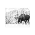 Picture of Winter Moose _GroupedProduct_Rectangle_Landscape_Photography _GroupedProduct_Rectangle_Landscape_Unframed_Print_Only_