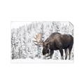 Picture of Winter Moose _GroupedProduct_Rectangle_Landscape_Photography _GroupedProduct_Rectangle_Landscape_Unframed_Print_Only_