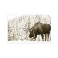 Picture of Winter Moose _GroupedProduct_Rectangle_Landscape_Photography _GroupedProduct_Rectangle_Landscape_Unframed_Print_Only_