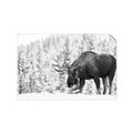 Picture of Winter Moose _GroupedProduct_Rectangle_Landscape_Photography _GroupedProduct_Rectangle_Landscape_Unframed_Print_Only_