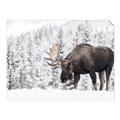Picture of Winter Moose _GroupedProduct_Rectangle_Landscape_Photography _GroupedProduct_Rectangle_Landscape_Unframed_Print_Only_