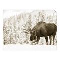 Picture of Winter Moose _GroupedProduct_Rectangle_Landscape_Photography _GroupedProduct_Rectangle_Landscape_Unframed_Print_Only_