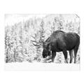 Picture of Winter Moose _GroupedProduct_Rectangle_Landscape_Photography _GroupedProduct_Rectangle_Landscape_Unframed_Print_Only_