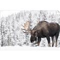Picture of Winter Moose _GroupedProduct_Rectangle_Landscape_Photography _GroupedProduct_Rectangle_Landscape_Unframed_Print_Only_