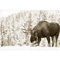 Picture of Winter Moose _GroupedProduct_Rectangle_Landscape_Photography _GroupedProduct_Rectangle_Landscape_Unframed_Print_Only_