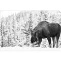 Picture of Winter Moose _GroupedProduct_Rectangle_Landscape_Photography _GroupedProduct_Rectangle_Landscape_Unframed_Print_Only_