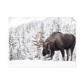 Picture of Winter Moose _GroupedProduct_Rectangle_Landscape_Photography _GroupedProduct_Rectangle_Landscape_Unframed_Print_Only_