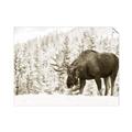 Picture of Winter Moose _GroupedProduct_Rectangle_Landscape_Photography _GroupedProduct_Rectangle_Landscape_Unframed_Print_Only_