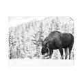 Picture of Winter Moose _GroupedProduct_Rectangle_Landscape_Photography _GroupedProduct_Rectangle_Landscape_Unframed_Print_Only_