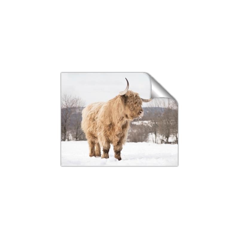 Picture of Fluffy Friend _GroupedProduct_Rectangle_Landscape_Photography _GroupedProduct_Rectangle_Landscape_Unframed_Print_Only_
