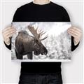 Picture of Elliot, the moose _GroupedProduct_Rectangle_Landscape_Photography _GroupedProduct_Rectangle_Landscape_Canvas_