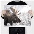 Picture of Elliot, the moose _GroupedProduct_Rectangle_Landscape_Photography _GroupedProduct_Rectangle_Landscape_Canvas_