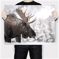 Picture of Elliot, the moose _GroupedProduct_Rectangle_Landscape_Photography _GroupedProduct_Rectangle_Landscape_Canvas_