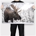 Picture of Elliot, the moose _GroupedProduct_Rectangle_Landscape_Photography _GroupedProduct_Rectangle_Landscape_Canvas_