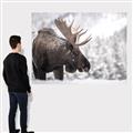 Picture of Elliot, the moose _GroupedProduct_Rectangle_Landscape_Photography _GroupedProduct_Rectangle_Landscape_Canvas_
