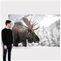Picture of Elliot, the moose _GroupedProduct_Rectangle_Landscape_Photography _GroupedProduct_Rectangle_Landscape_Canvas_