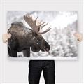 Picture of Elliot, the moose _GroupedProduct_Rectangle_Landscape_Photography _GroupedProduct_Rectangle_Landscape_Canvas_