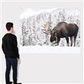 Picture of Winter Moose _GroupedProduct_Rectangle_Landscape_Photography _GroupedProduct_Rectangle_Landscape_Canvas_
