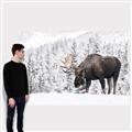Picture of Winter Moose _GroupedProduct_Rectangle_Landscape_Photography _GroupedProduct_Rectangle_Landscape_Canvas_