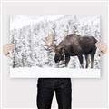 Picture of Winter Moose _GroupedProduct_Rectangle_Landscape_Photography _GroupedProduct_Rectangle_Landscape_Canvas_