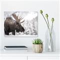 Picture of Elliot, the moose _GroupedProduct_Rectangle_Landscape_Photography _GroupedProduct_Rectangle_Landscape_Canvas_