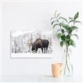 Picture of Winter Moose _GroupedProduct_Rectangle_Landscape_Photography _GroupedProduct_Rectangle_Landscape_Canvas_