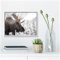 Picture of Elliot, the moose _GroupedProduct_Rectangle_Landscape_Photography _GroupedProduct_Rectangle_Landscape_Canvas_Framed_