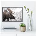 Picture of Elliot, the moose _GroupedProduct_Rectangle_Landscape_Photography _GroupedProduct_Rectangle_Landscape_Canvas_Framed_