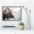 Picture of Elliot, the moose _GroupedProduct_Rectangle_Landscape_Photography _GroupedProduct_Rectangle_Landscape_Canvas_Framed_