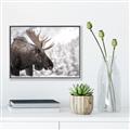 Picture of Elliot, the moose _GroupedProduct_Rectangle_Landscape_Photography _GroupedProduct_Rectangle_Landscape_Canvas_Framed_