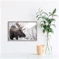 Picture of Elliot, the moose _GroupedProduct_Rectangle_Landscape_Photography _GroupedProduct_Rectangle_Landscape_Canvas_Framed_
